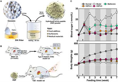 Dietary administration with hydrolyzed silk sericin improves the intestinal health of diabetic rats